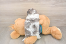 Adorable Shih Poo Poodle Mix Puppy