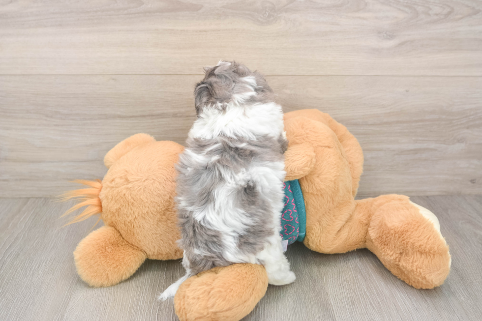 Adorable Shih Poo Poodle Mix Puppy