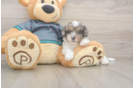 Shih Poo Puppy for Adoption