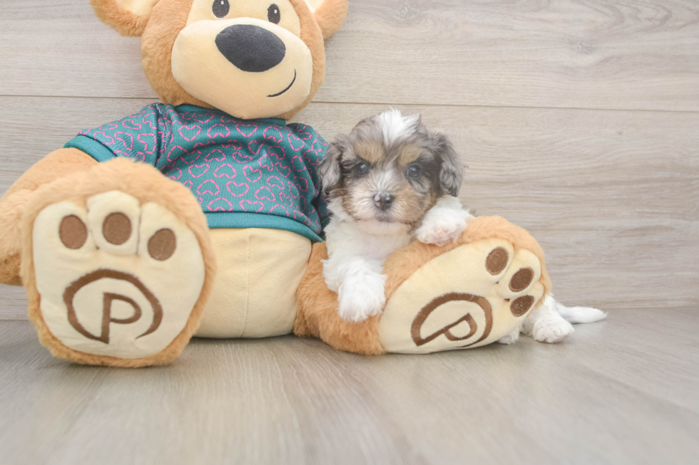 Shih Poo Puppy for Adoption
