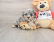 7 week old Shih Poo Puppy For Sale - Pilesgrove Pups