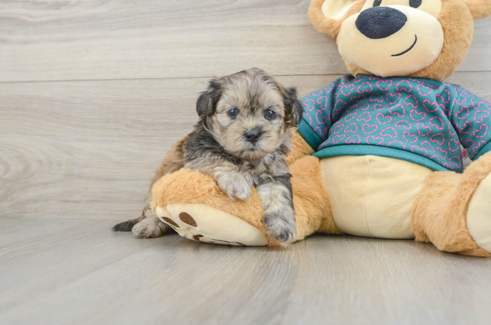 5 week old Shih Poo Puppy For Sale - Pilesgrove Pups