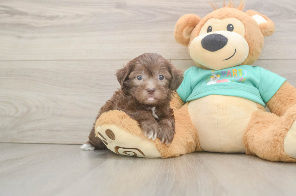 5 week old Shih Poo Puppy For Sale - Pilesgrove Pups