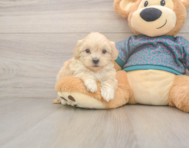 7 week old Shih Poo Puppy For Sale - Pilesgrove Pups