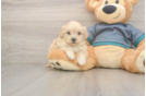 Cute Shih Poo Baby