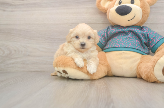 Cute Shih Poo Baby