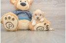 Best Shih Poo Baby
