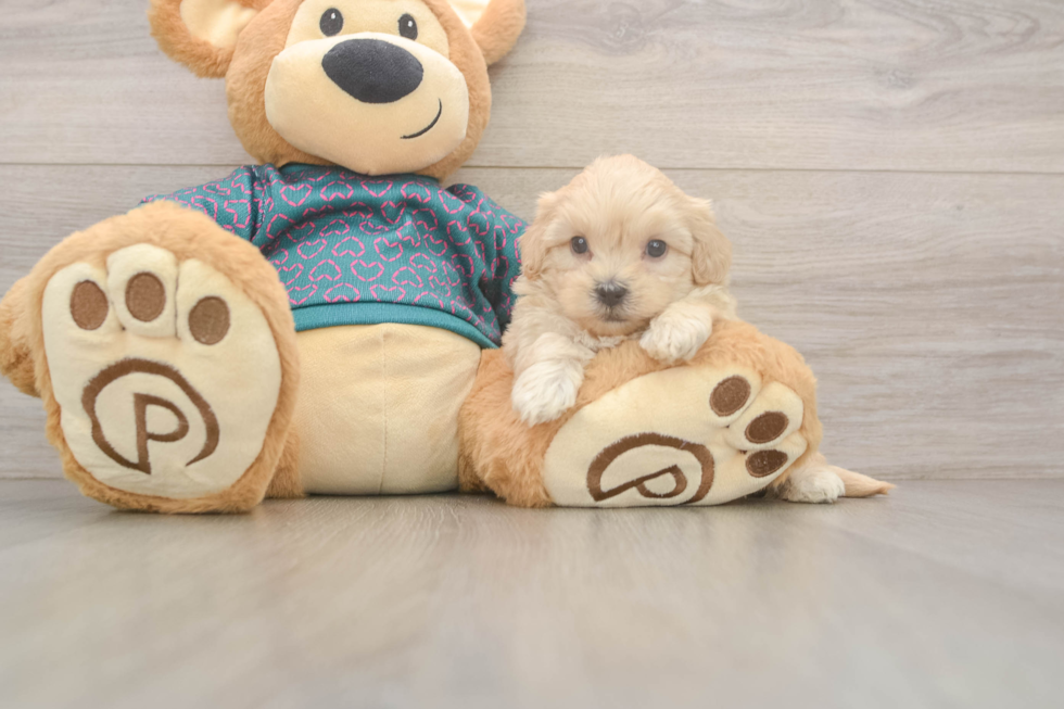 Best Shih Poo Baby
