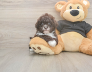 6 week old Shih Poo Puppy For Sale - Pilesgrove Pups