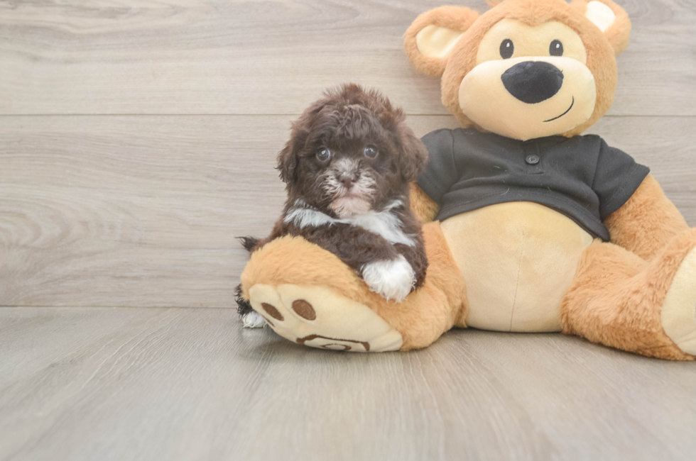 6 week old Shih Poo Puppy For Sale - Pilesgrove Pups