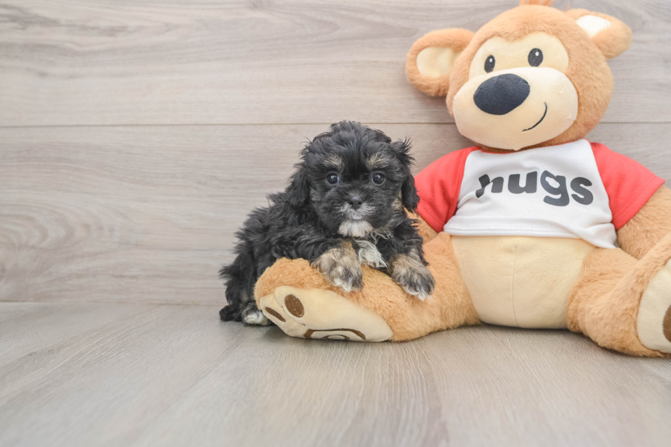 Shih Poo Pup Being Cute