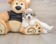 8 week old Shih Poo Puppy For Sale - Pilesgrove Pups