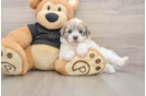 Shih Poo Pup Being Cute
