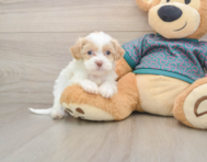 8 week old Shih Poo Puppy For Sale - Pilesgrove Pups