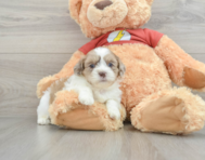 7 week old Shih Poo Puppy For Sale - Pilesgrove Pups