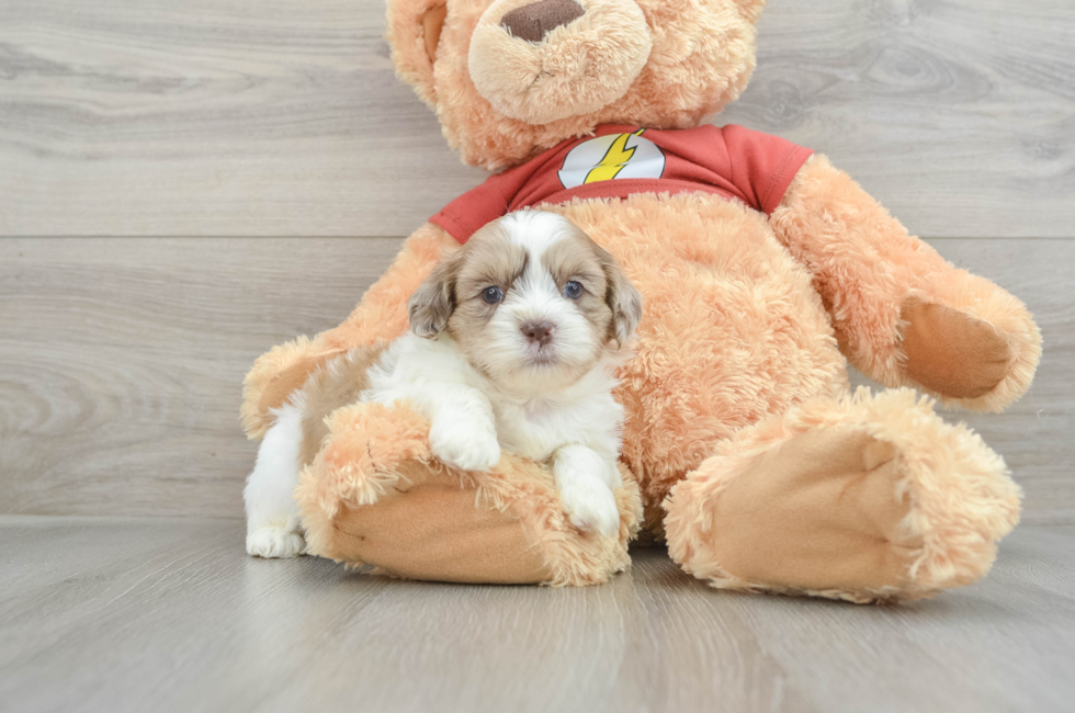 7 week old Shih Poo Puppy For Sale - Pilesgrove Pups