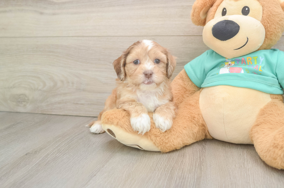5 week old Shih Poo Puppy For Sale - Pilesgrove Pups