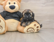 9 week old Shih Poo Puppy For Sale - Pilesgrove Pups
