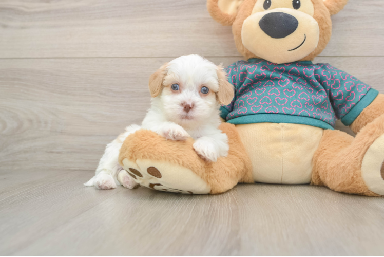 Shih Poo Puppy for Adoption