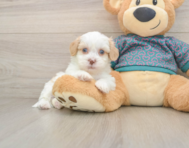 7 week old Shih Poo Puppy For Sale - Pilesgrove Pups