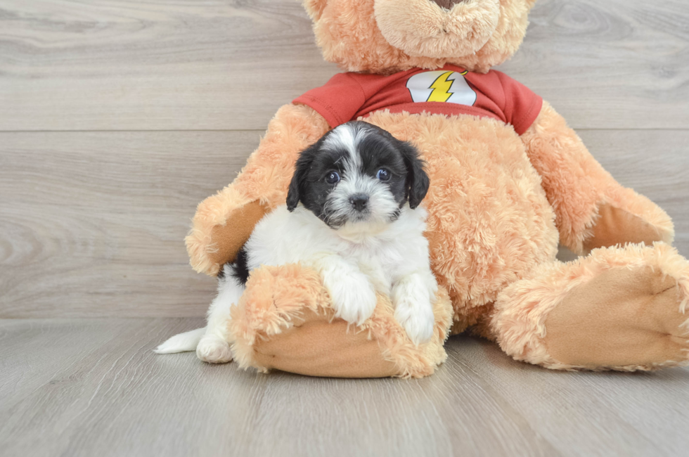 6 week old Shih Poo Puppy For Sale - Pilesgrove Pups