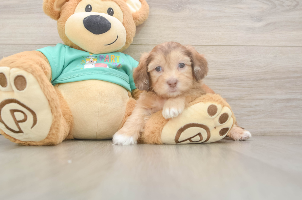 5 week old Shih Poo Puppy For Sale - Pilesgrove Pups