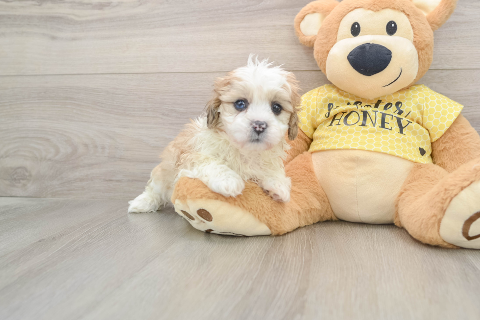 Friendly Shih Poo Baby