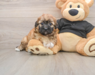 8 week old Shih Poo Puppy For Sale - Pilesgrove Pups