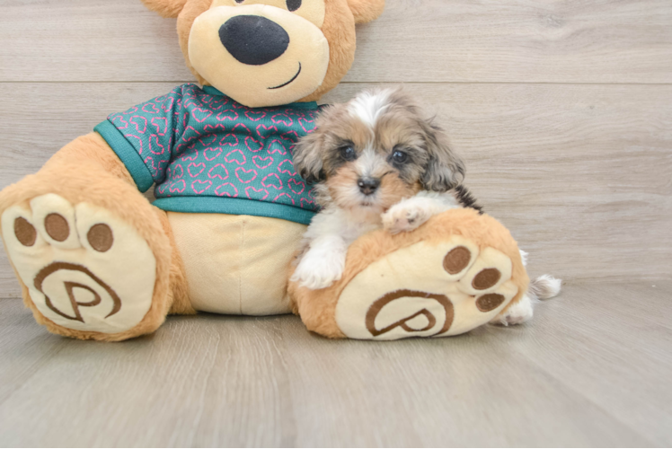 Friendly Shih Poo Baby