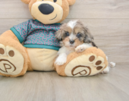 7 week old Shih Poo Puppy For Sale - Pilesgrove Pups