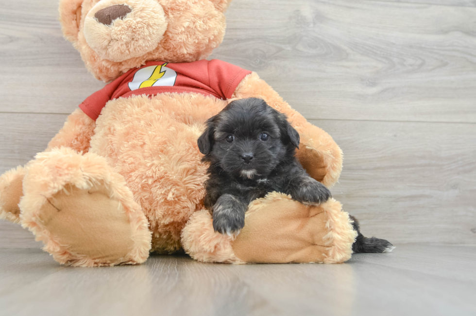 6 week old Shih Poo Puppy For Sale - Pilesgrove Pups