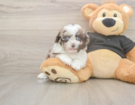 6 week old Shih Poo Puppy For Sale - Pilesgrove Pups
