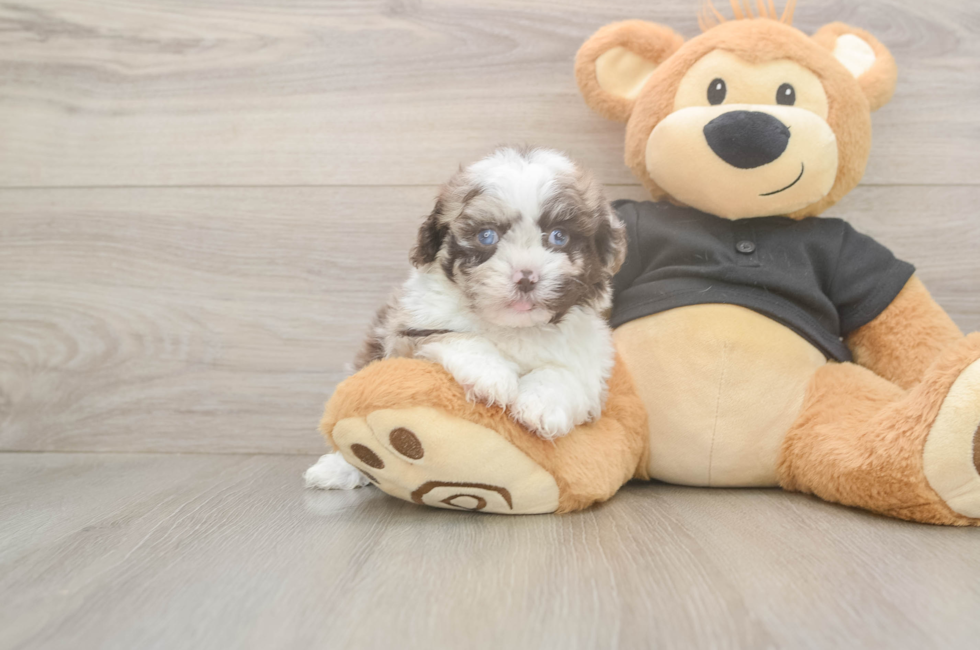 6 week old Shih Poo Puppy For Sale - Pilesgrove Pups