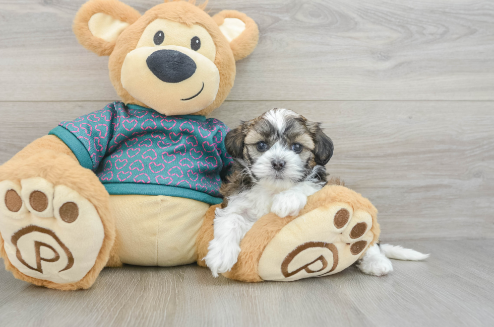 5 week old Shih Poo Puppy For Sale - Pilesgrove Pups