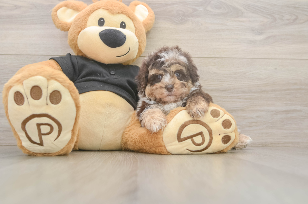 6 week old Shih Poo Puppy For Sale - Pilesgrove Pups