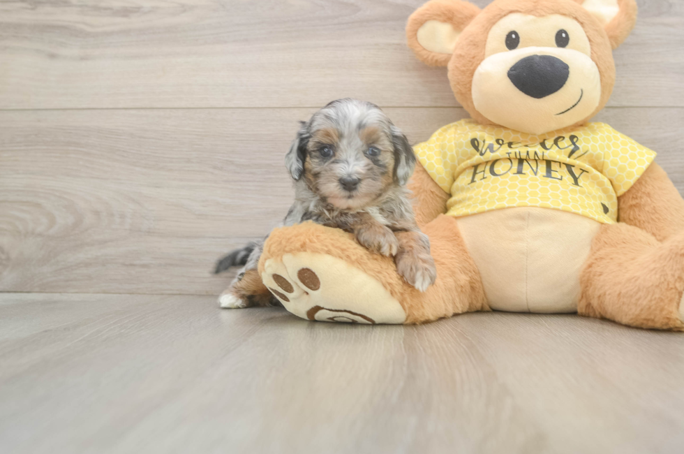 5 week old Shih Poo Puppy For Sale - Pilesgrove Pups