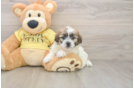 Shih Poo Puppy for Adoption