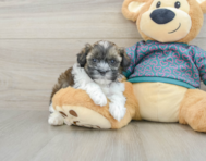 7 week old Shih Poo Puppy For Sale - Pilesgrove Pups