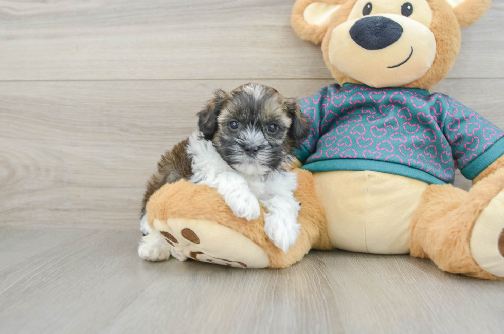 5 week old Shih Poo Puppy For Sale - Pilesgrove Pups