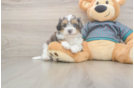 Friendly Shih Poo Baby