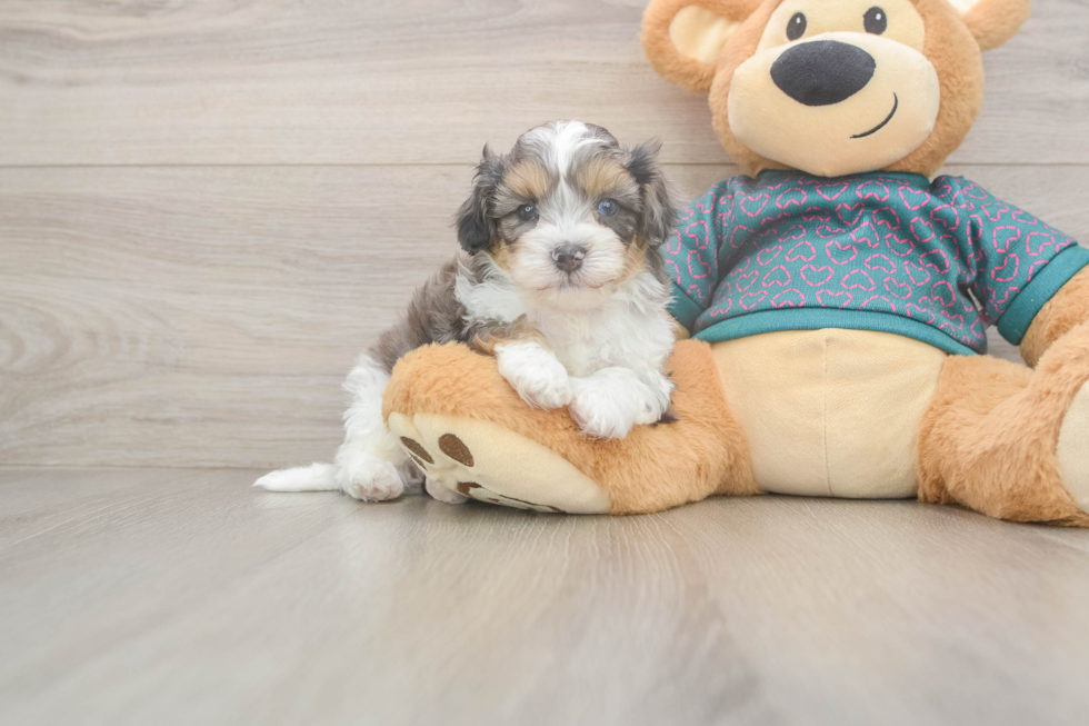 Friendly Shih Poo Baby