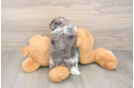 Energetic Shih Poo Poodle Mix Puppy