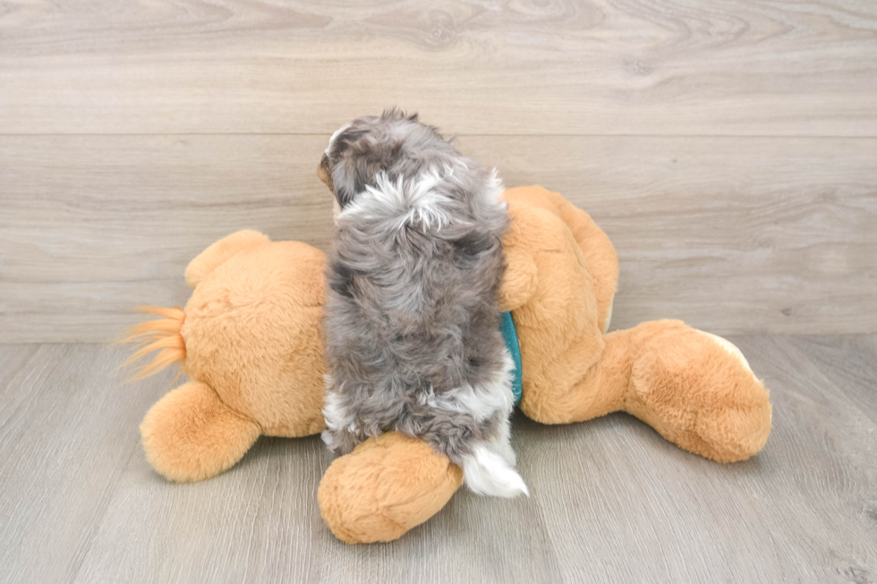 Energetic Shih Poo Poodle Mix Puppy