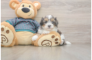 Funny Shih Poo Poodle Mix Pup