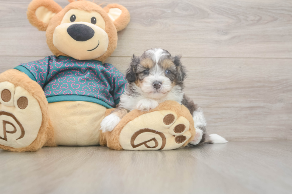 5 week old Shih Poo Puppy For Sale - Pilesgrove Pups