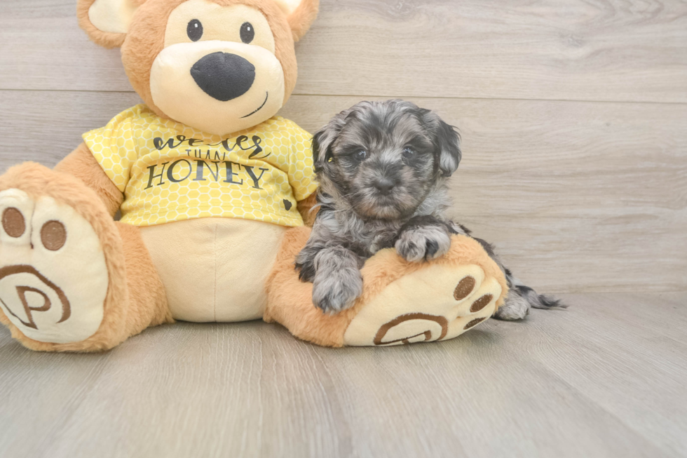 Adorable Shih Poo Poodle Mix Puppy