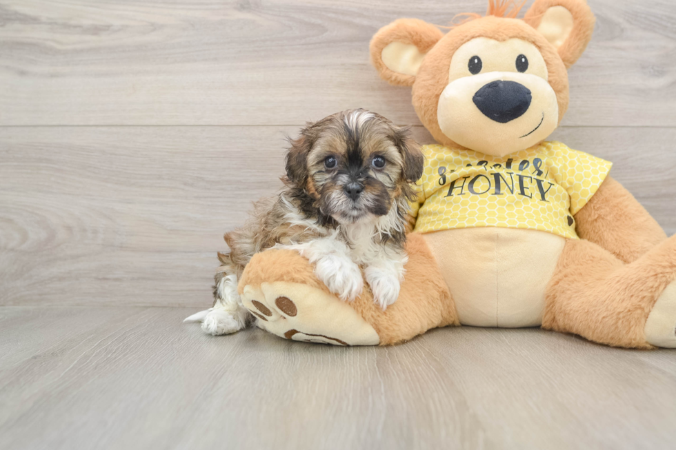 Happy Shih Poo Baby