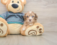 7 week old Shih Poo Puppy For Sale - Pilesgrove Pups