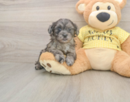 8 week old Shih Poo Puppy For Sale - Pilesgrove Pups
