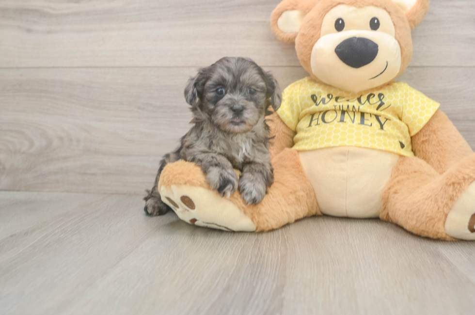 6 week old Shih Poo Puppy For Sale - Pilesgrove Pups
